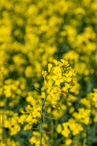 Vivid yellow canola rapeseed crops in a field in Sussex