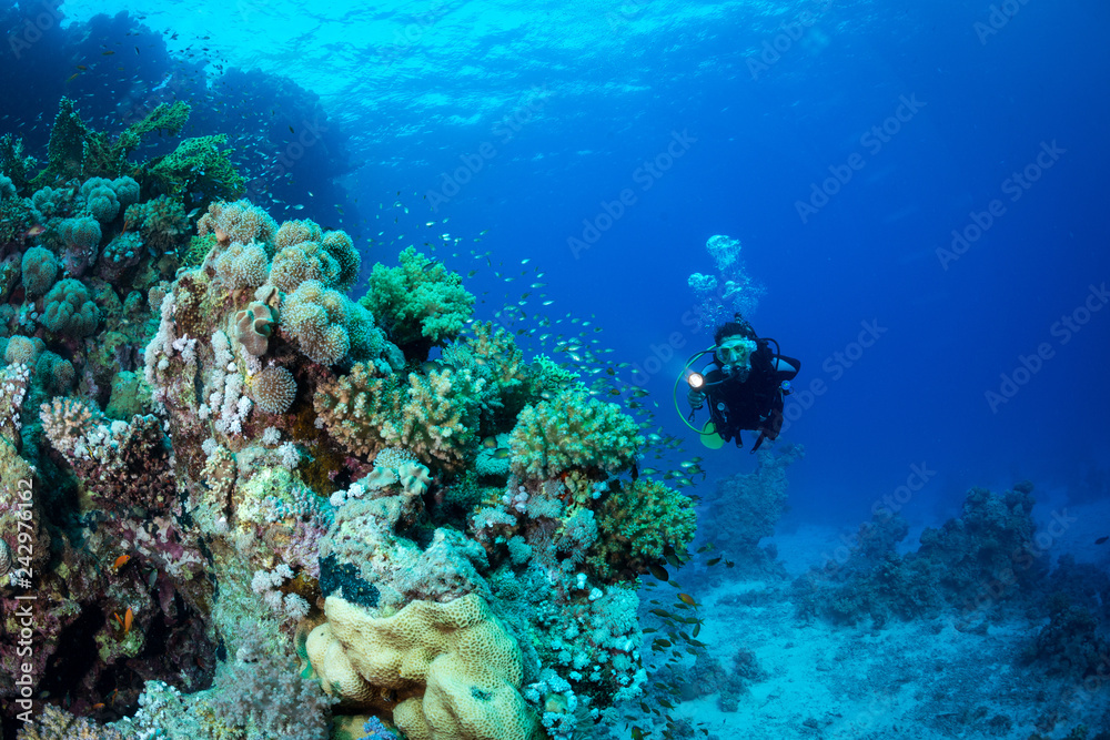 Fototapeta premium Woman diver explores the reef at Abu Dabab in the Red Sea, Egpyt