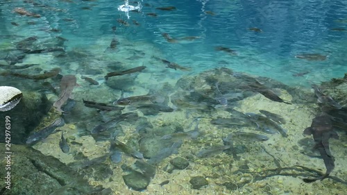 fishes swimming in a pond and looking for food. Photo taken in Phukhieo water quagmire, Lampang, Thailand. photo