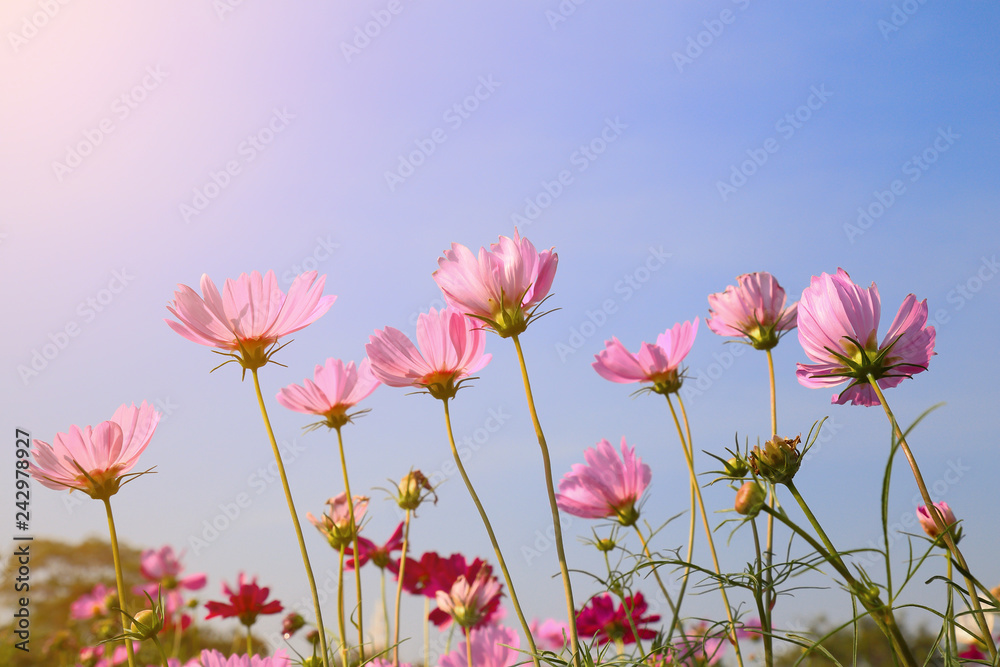 Pink cosmos flowers in the morning