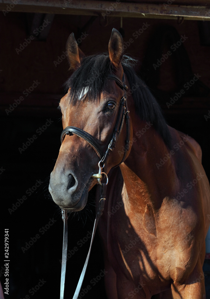 Fototapeta premium Portret czystej krwi konia ujeżdżenia sportowe w ciemnym tle stabilny