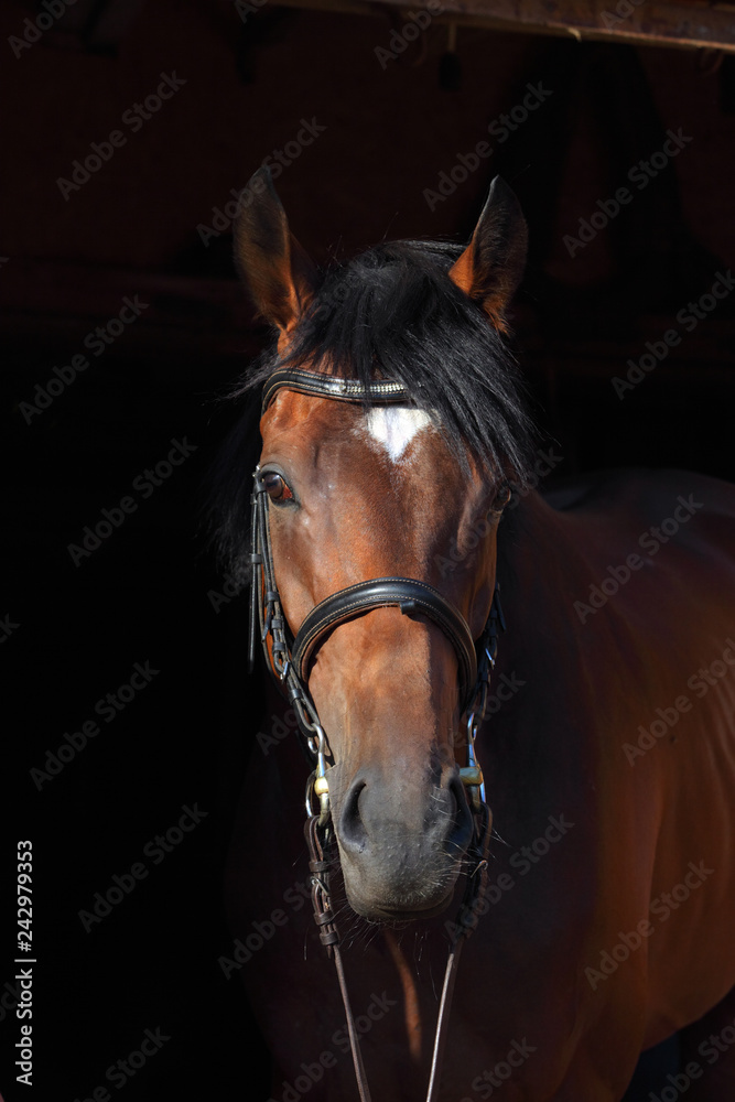 Naklejka premium Portret czystej krwi konia ujeżdżenia sportowe w ciemnym tle stabilny