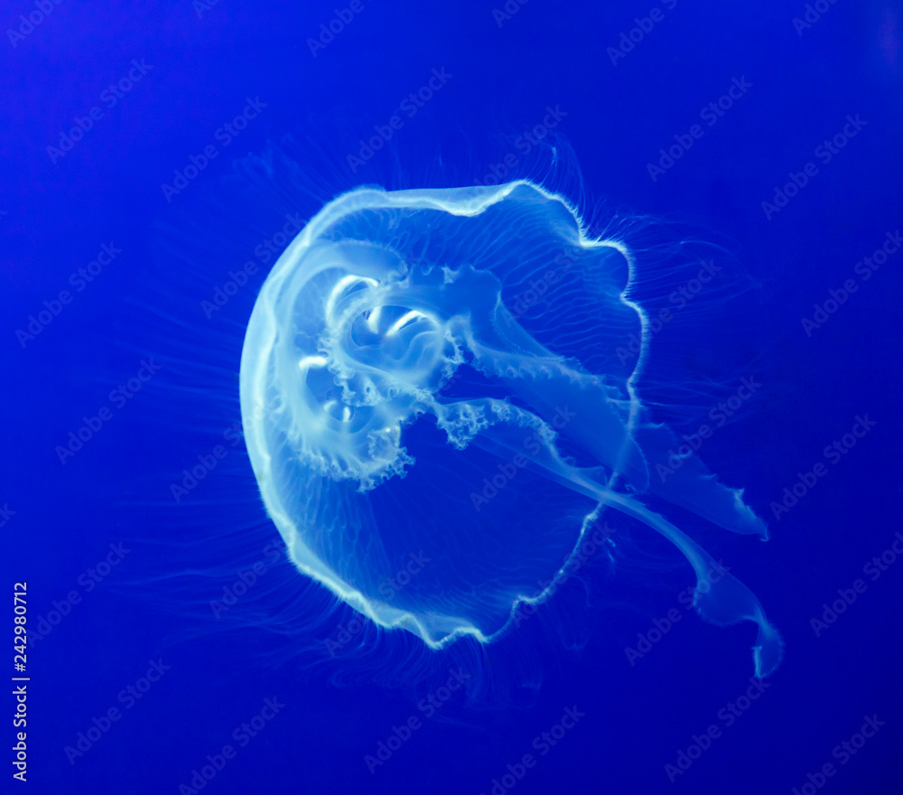 barrel jellyfish, jellyfish barrel jellyfish, jellyfish