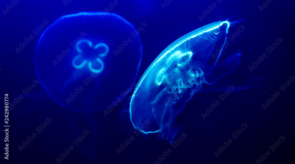 barrel jellyfish, jellyfish barrel jellyfish, jellyfish