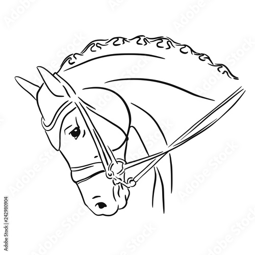 Vector illustration of a horse's head