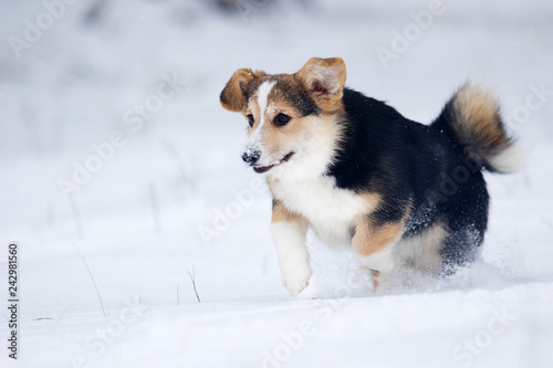 puppy welsh corgi running in snow