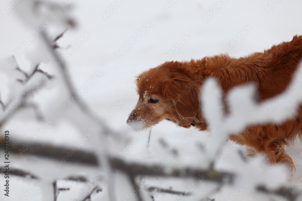red dog walking in the frozen snowy garden