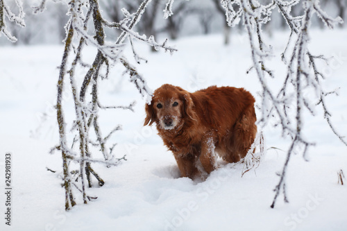 red dog walking in the frozen snowy garden