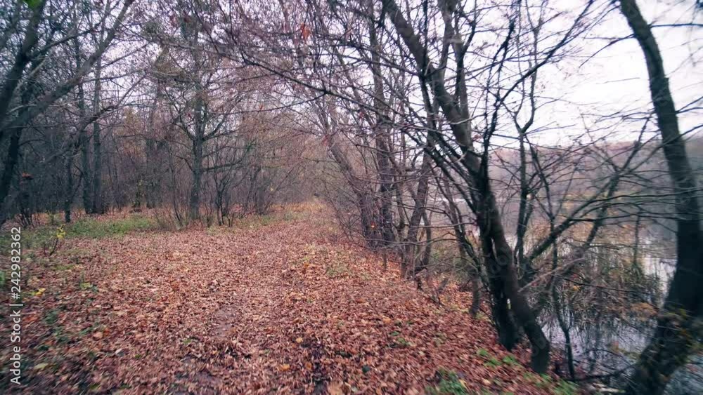 walk along the river through the autumn forest walk along the river through the autumn forest