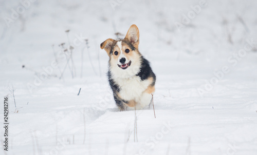 puppy welsh corgi running in snow © Happy monkey