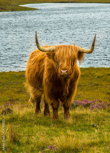 Highland Cattle With Long Horns In Scenic Landscape With Lake In Scotland