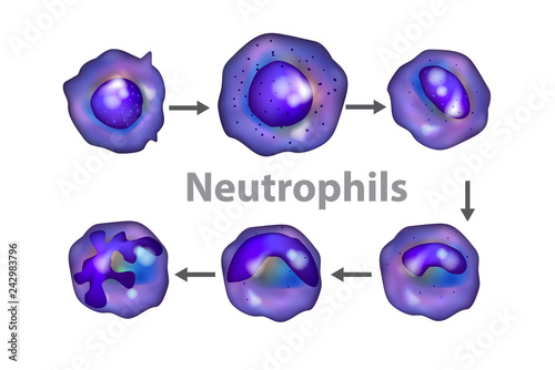 Neutrophils (neutrocytes). The development of neutrophils photo