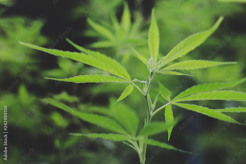 cannabis medical leaves, cannabis hemp leaf outdoors, medicinal agricultur. cannabis medical leaves, cannabis hemp leaf outdoors, medicinal agricultur.