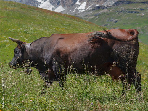 Cow on Alp land.