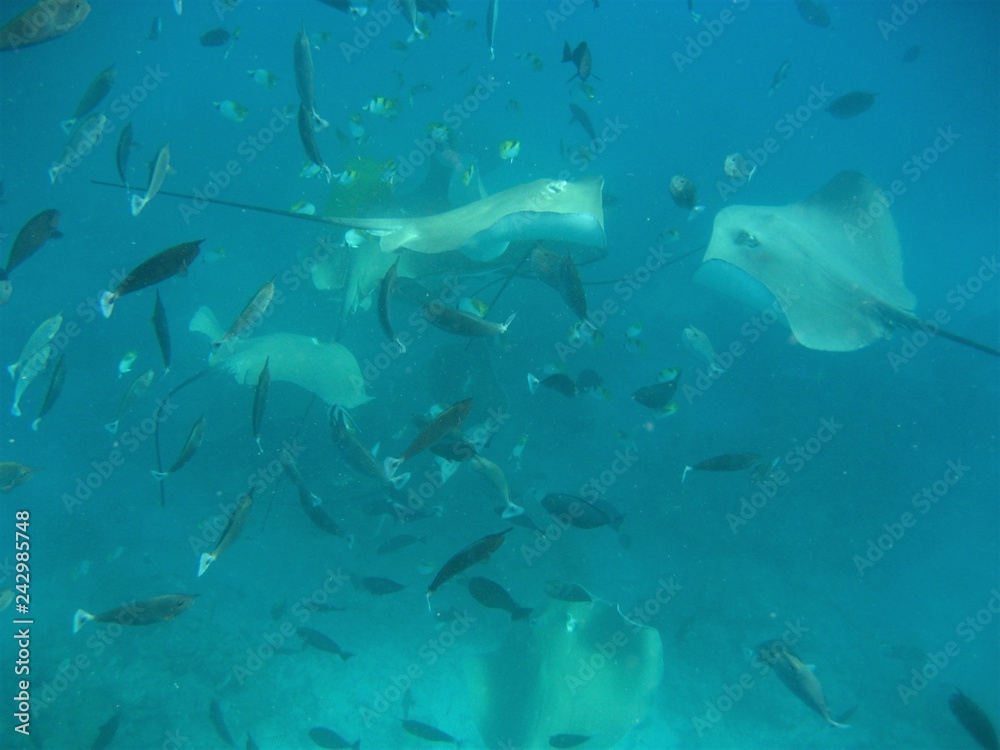 Rochen und Fische Rochen und Fische