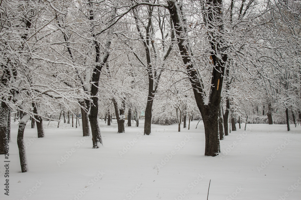 Trees in the snow. Park in the snow Trees in the snow. Park in the snow