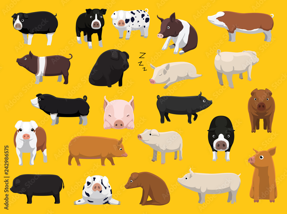 Various Pig Breeds Poses Cartoon Vector Illustration Various Pig Breeds Poses Cartoon Vector Illustration