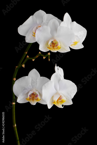 Fototapeta Naklejka Na Ścianę i Meble -  Orchids flowers on banch isolated on black background.