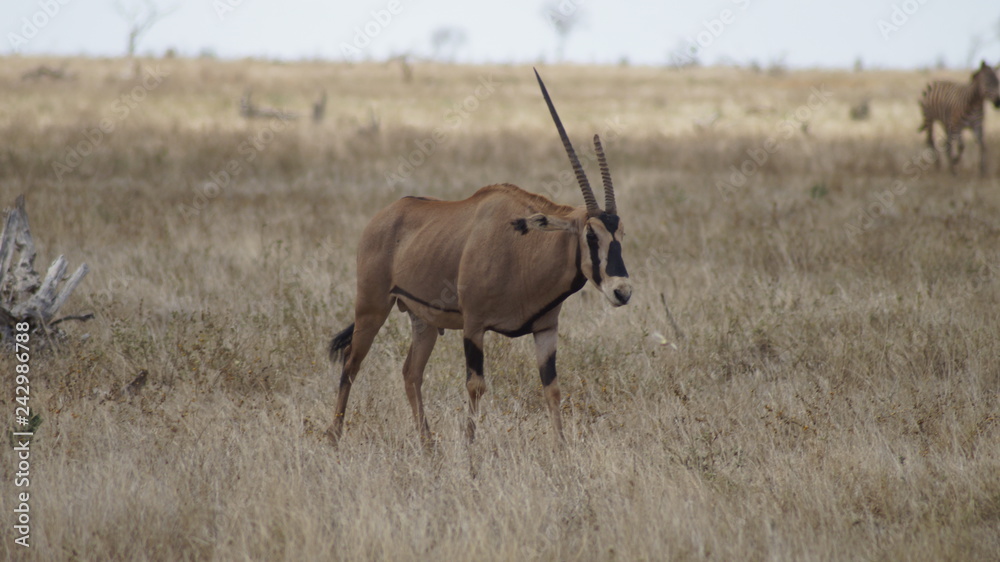 Oryx Antilope Oryx Antilope