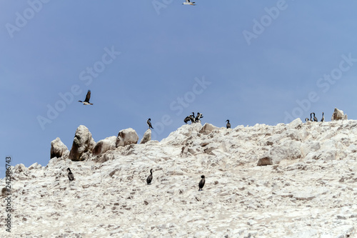 Photography Guanay Cormorant birds on the guano in one of the Ballestas Islands (Paracas, Pe