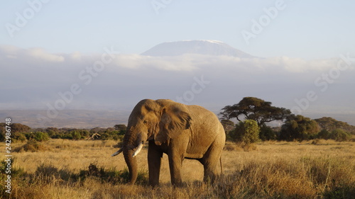 Kilimandscharo Elefant