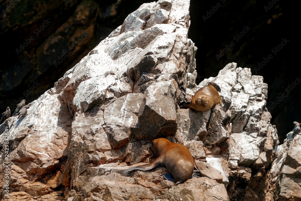 Two sea lions sleep sunning themselves on a rock in the Ballestas Islands (Paracas, Peru) Two sea lions sleep sunning themselves on a rock in the Ballestas Islands (Paracas, Peru)