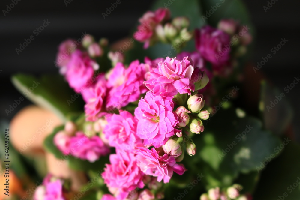 Obraz premium Rosa Blumen