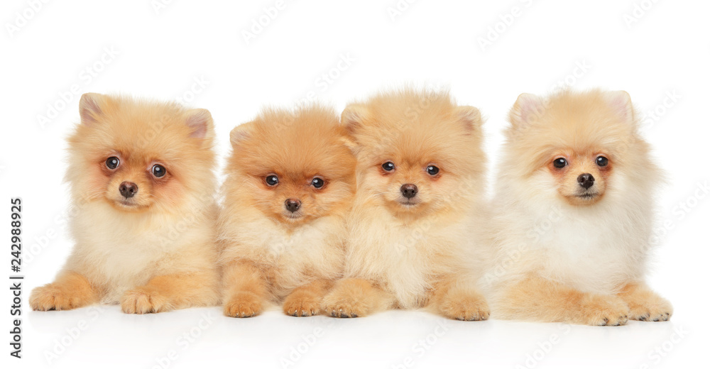 Group of Pomeranian Spitz puppies