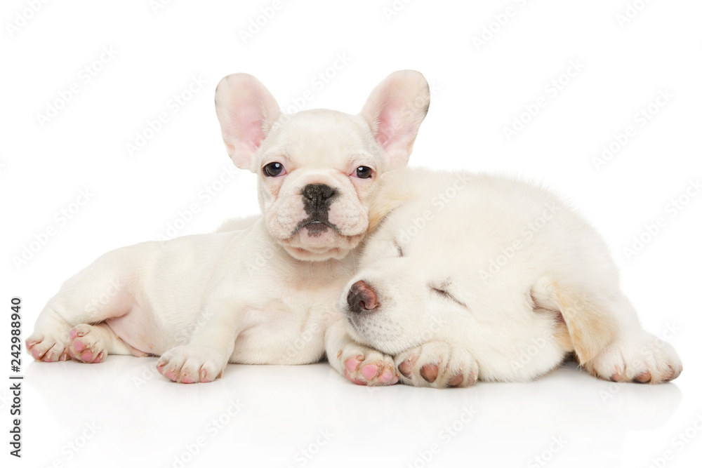 Akita inu and French bulldog relax together