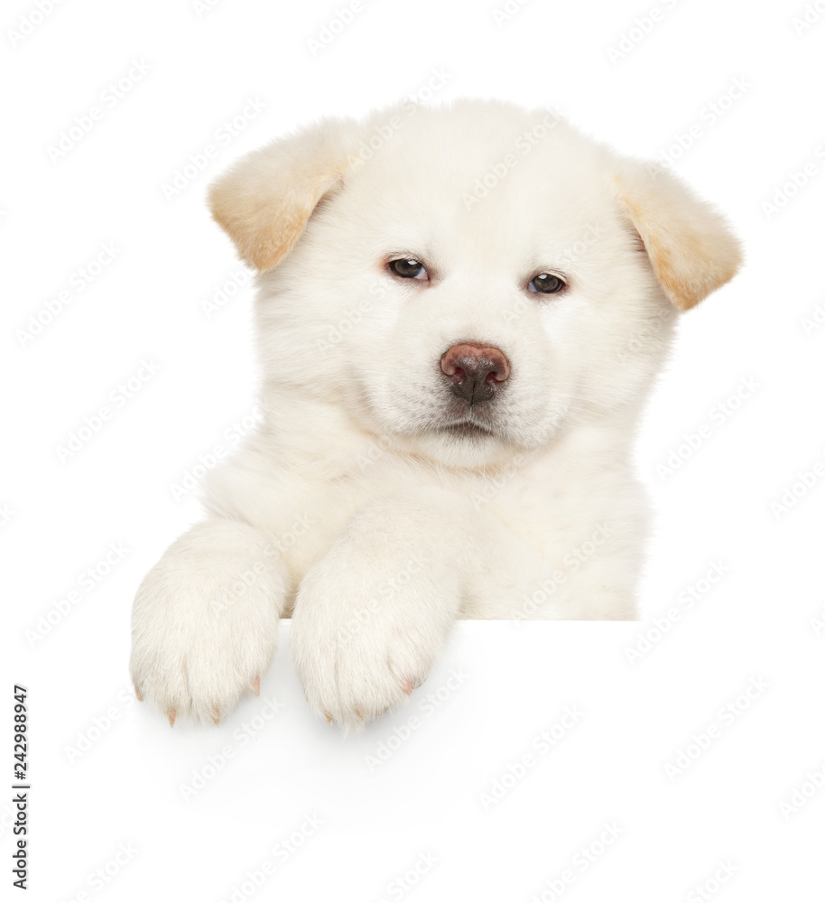 Japanese Akita-inu puppy above banner