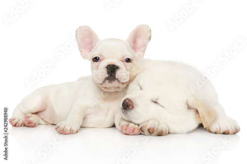 Akita inu and French bulldog relax together © jagodka