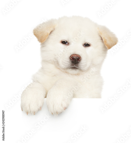 Japanese Akita-inu puppy above banner