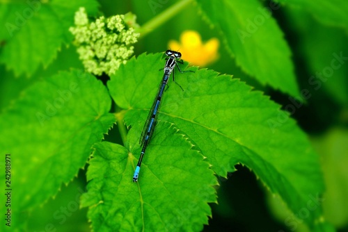a small blue dragonfly sits on the green leaves of the plant
