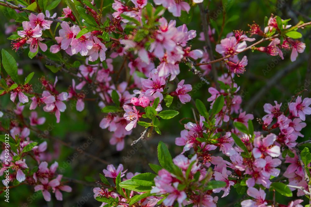 Blossoming of the cherry-tree. Blossoming of the cherry-tree.