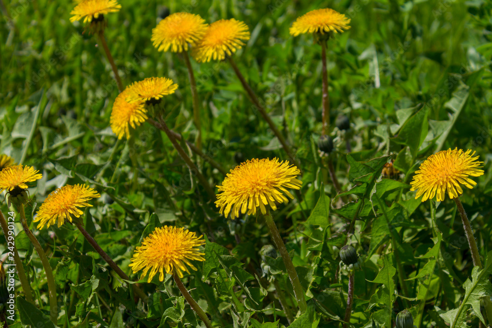 Yellow dandelions blossom