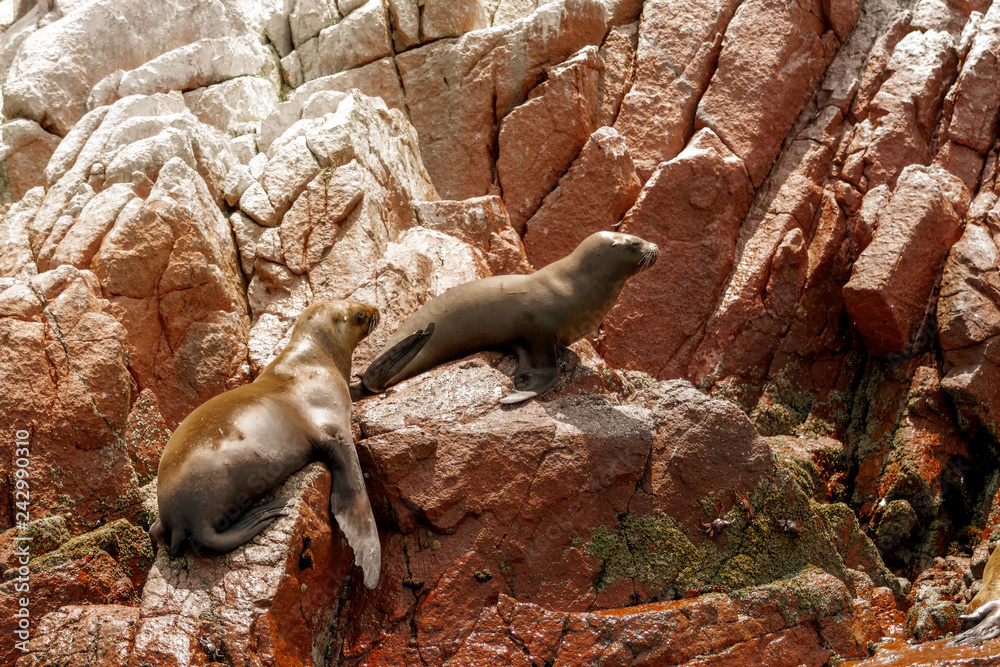 Naklejka premium Dwa lwy morskie wędrują wśród czerwonych skał wysp Ballestas (Paracas, Peru)