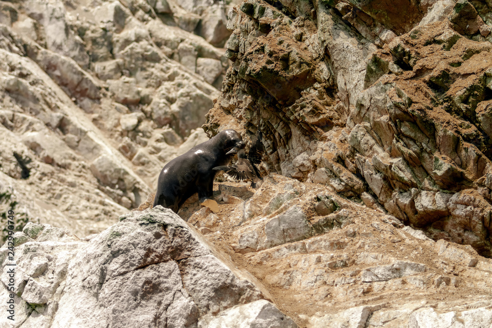 Naklejka premium Lew morski poluje na peruwiańskiego minka na skałach wysp Ballestas (Paracas, Peru)