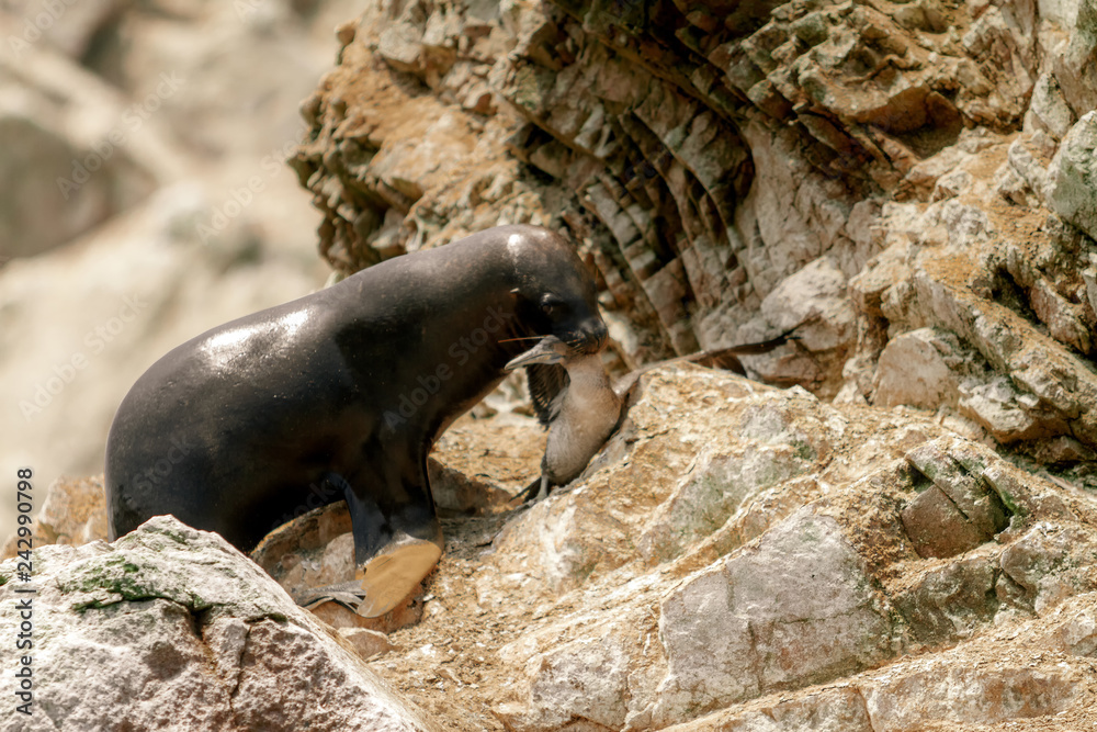 Fototapeta premium Lew morski poluje na peruwiańskiego minka na skałach wysp Ballestas (Paracas, Peru)