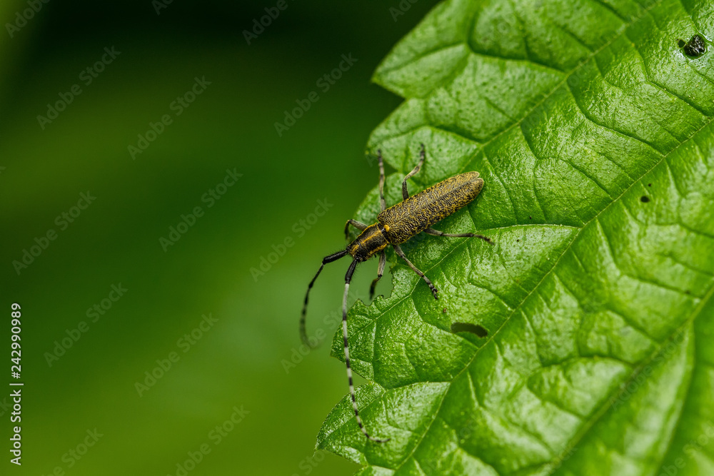 Bugs Bugs