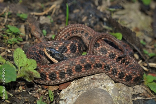 Kirtland's snake