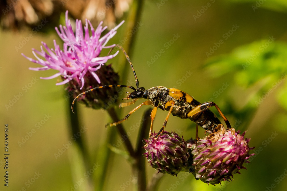 Fototapeta premium Bugs