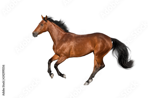 Bay stallion run gallop isolated on white © kwadrat70