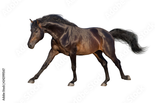 Bay stallion run gallop isolated on white