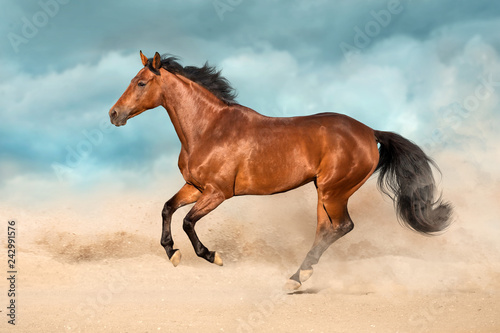 Podpalany koń biega cwał w pustynnym piasku