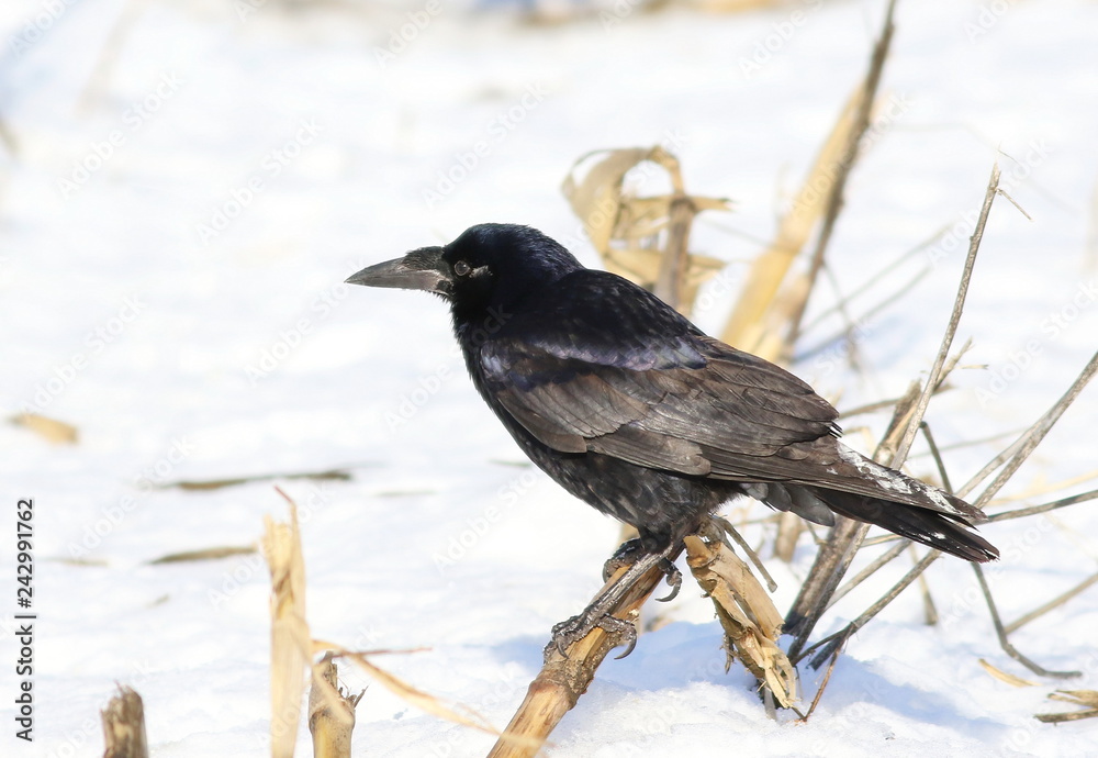 Carrion Crow on snow, Corvus corone Carrion Crow on snow, Corvus corone