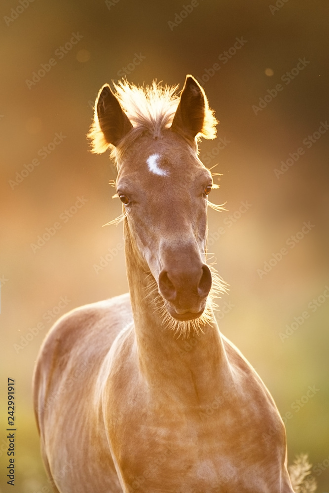 Naklejka premium Colt portrait run at sunset light in meadow