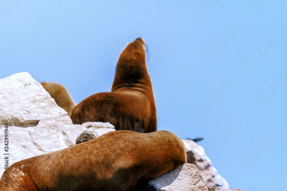 Fototapeta premium Lew morski śpi w słońcu, podczas gdy inne rozciągają się w tle na wysepce Wysp Ballestas (Paracas, Peru)