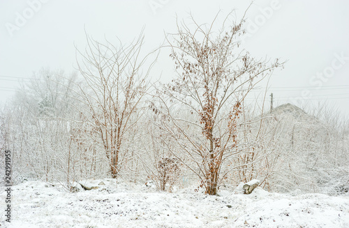 Wallpaper Mural Frozen trees in the park or forest with snow and ice on the cold misty winter day Torontodigital.ca