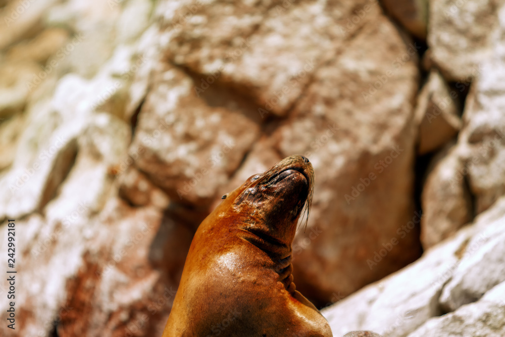 Naklejka premium Zbliżenie lwa morskiego rozciągającego się na wyspach Ballestas (Paracas, Peru)
