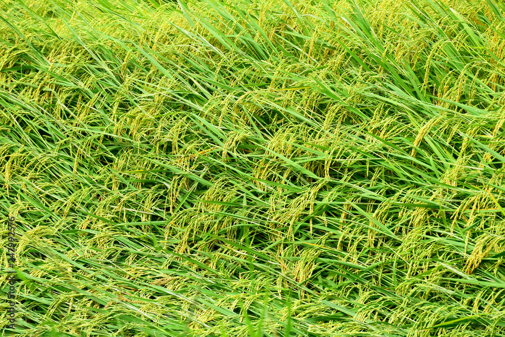 Golden rice paddies for background Golden rice paddies for background